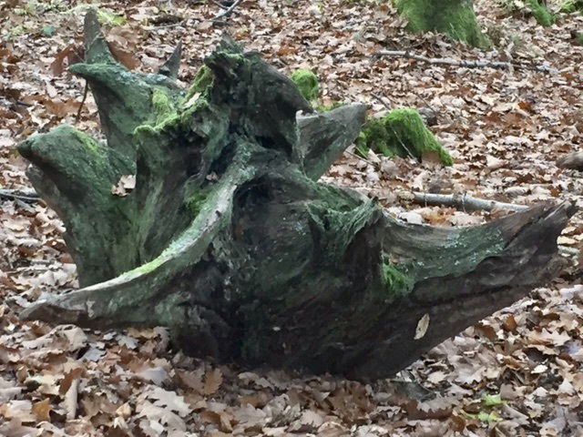 Qu'est-ce que l'homme dans la nature ?