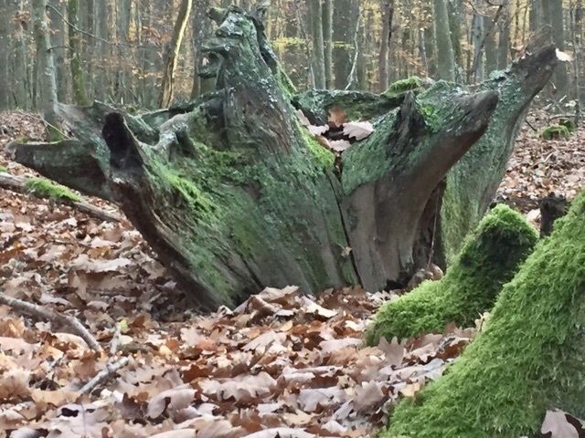 Qu'est-ce que l'homme dans la nature ?