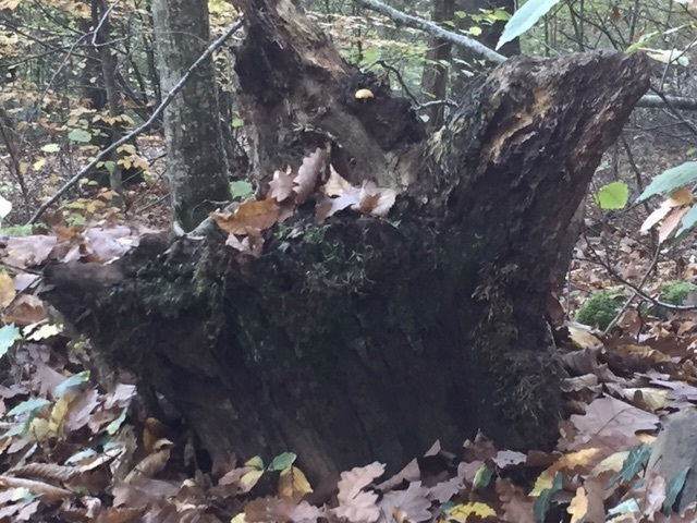 Qu'est-ce que l'homme dans la nature ?