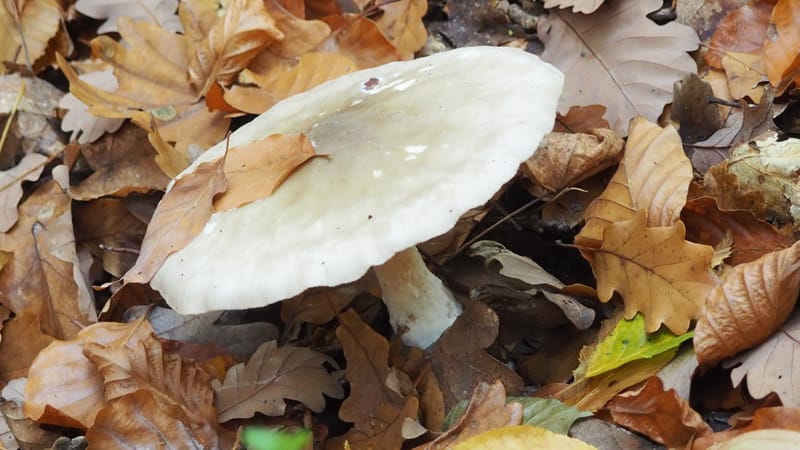 Les champignons ressemblent aux péchés : pour les déguster, il faut prendre des risques.*