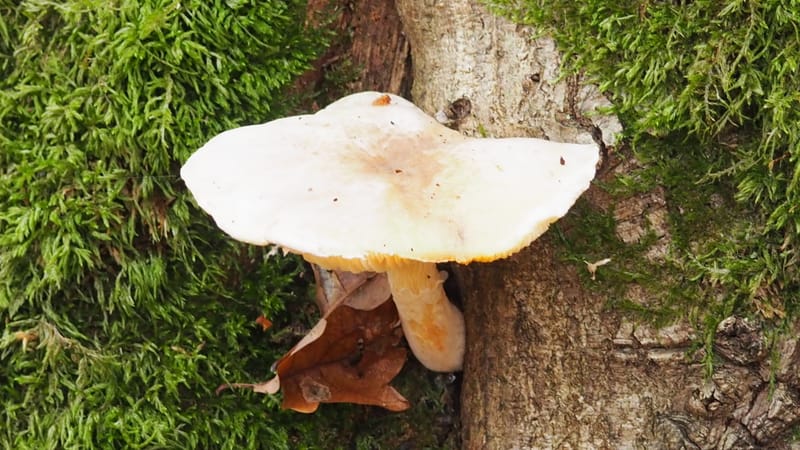 Les champignons ressemblent aux péchés : pour les déguster, il faut prendre des risques.*