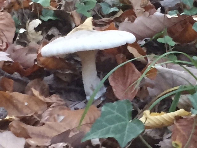 Les champignons ressemblent aux péchés : pour les déguster, il faut prendre des risques.*