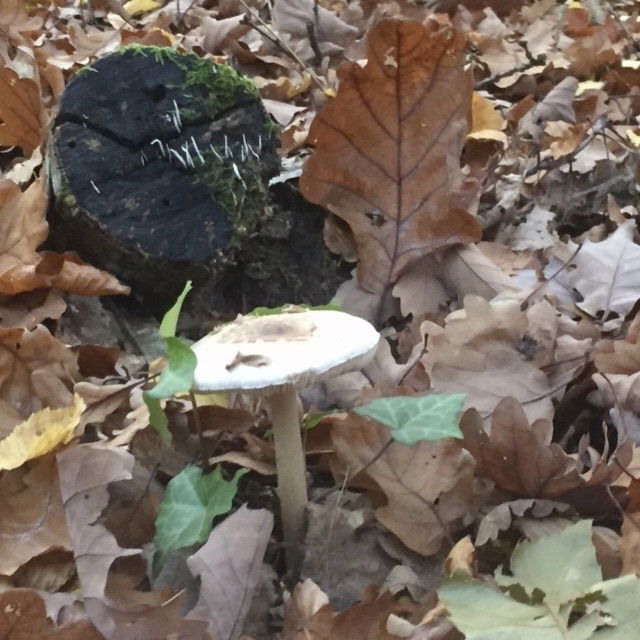 Les champignons ressemblent aux péchés : pour les déguster, il faut prendre des risques.*