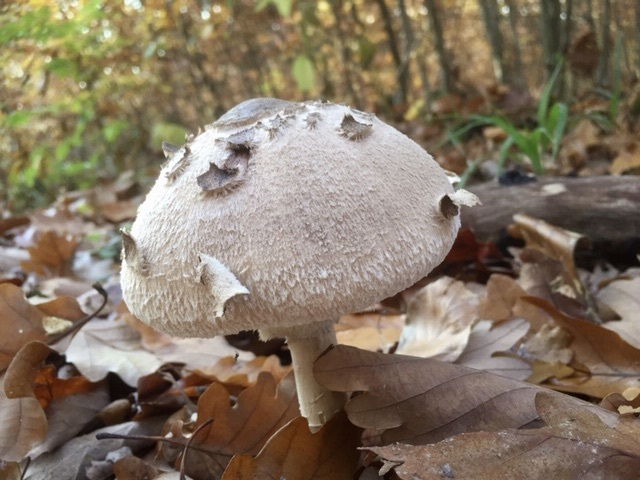Les champignons ressemblent aux péchés : pour les déguster, il faut prendre des risques.*