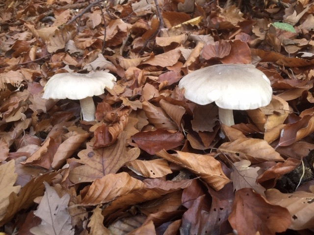 Les champignons ressemblent aux péchés : pour les déguster, il faut prendre des risques.*