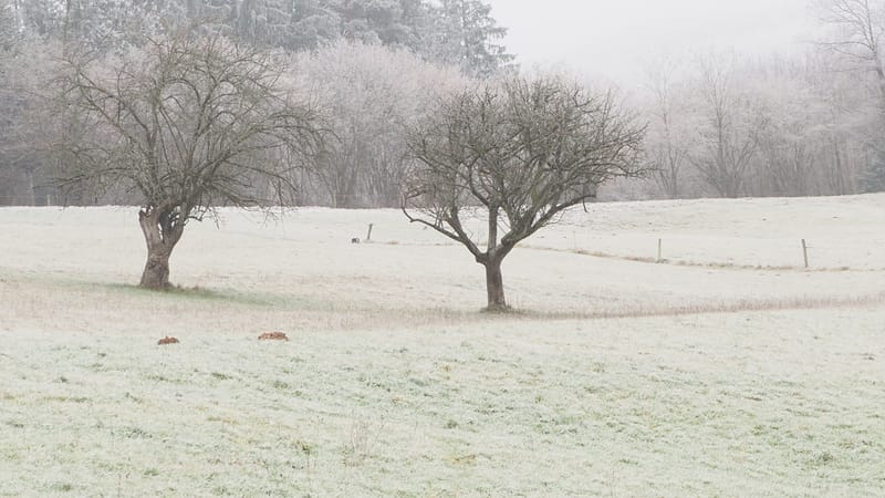 Il faut toujours un hiver pour bercer un printemps !