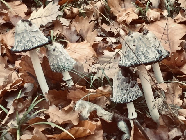 Les champignons ressemblent aux péchés : pour les déguster, il faut prendre des risques.*