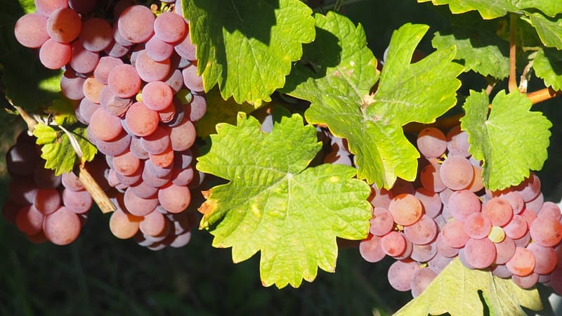 Vitis vinifera, la vigne, le raisin