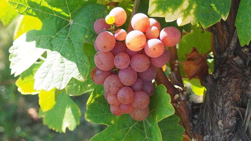Vitis vinifera, la vigne, le raisin