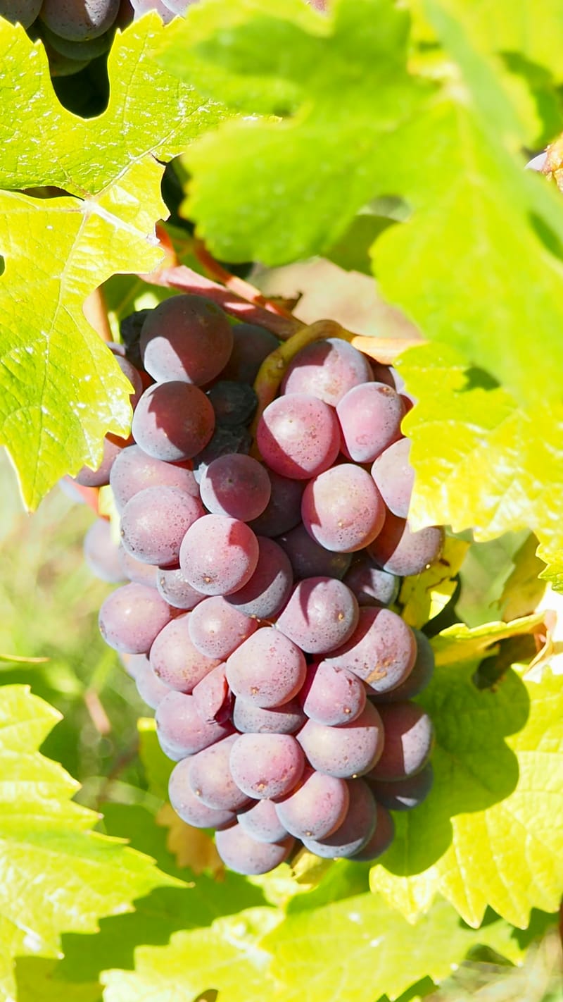 Vitis vinifera, la vigne, le raisin