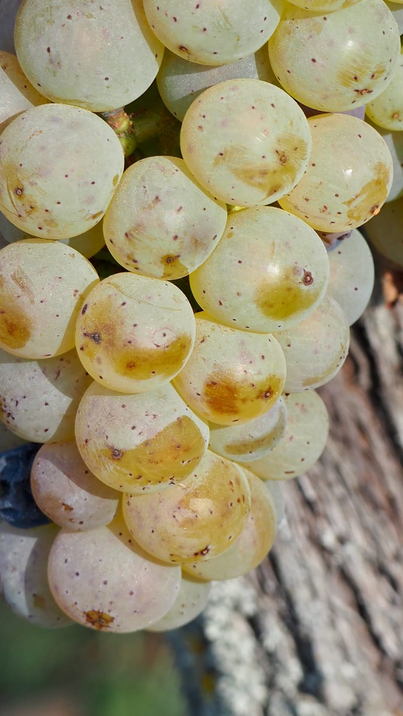 Vitis vinifera, la vigne, le raisin