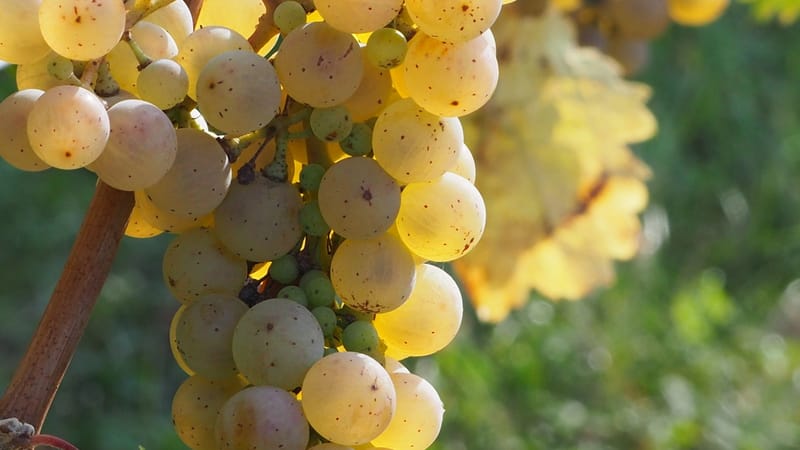 Vitis vinifera, la vigne, le raisin