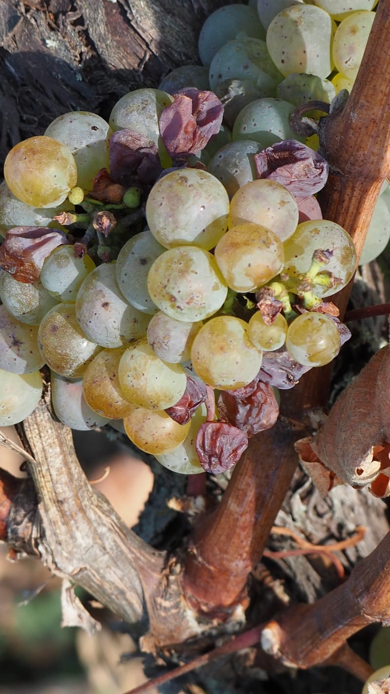 Vitis vinifera, la vigne, le raisin