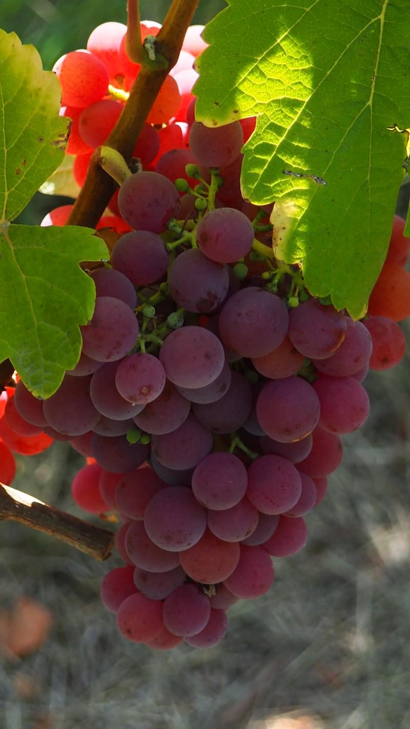 Vitis vinifera, la vigne, le raisin