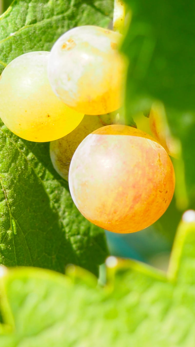 Vitis vinifera, la vigne, le raisin