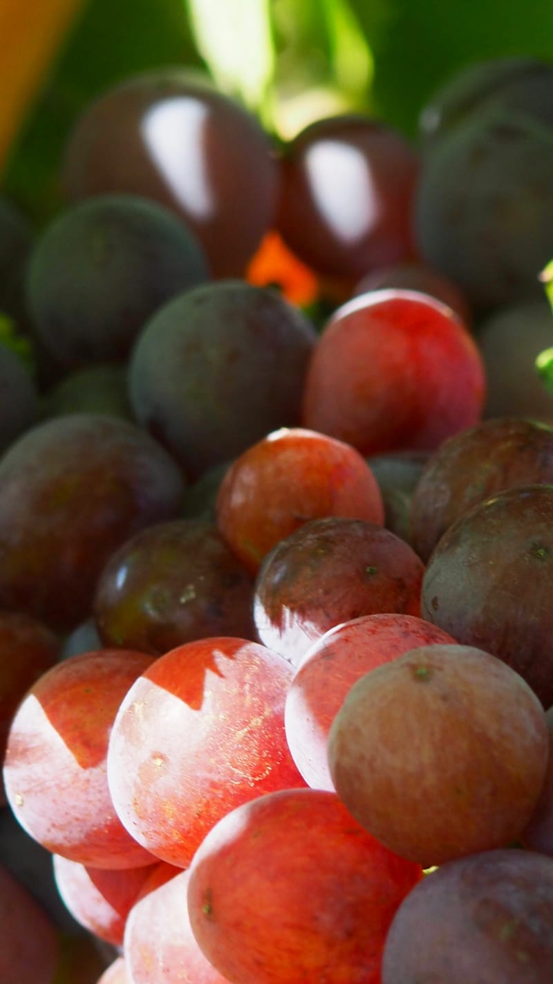 Vitis vinifera, la vigne, le raisin