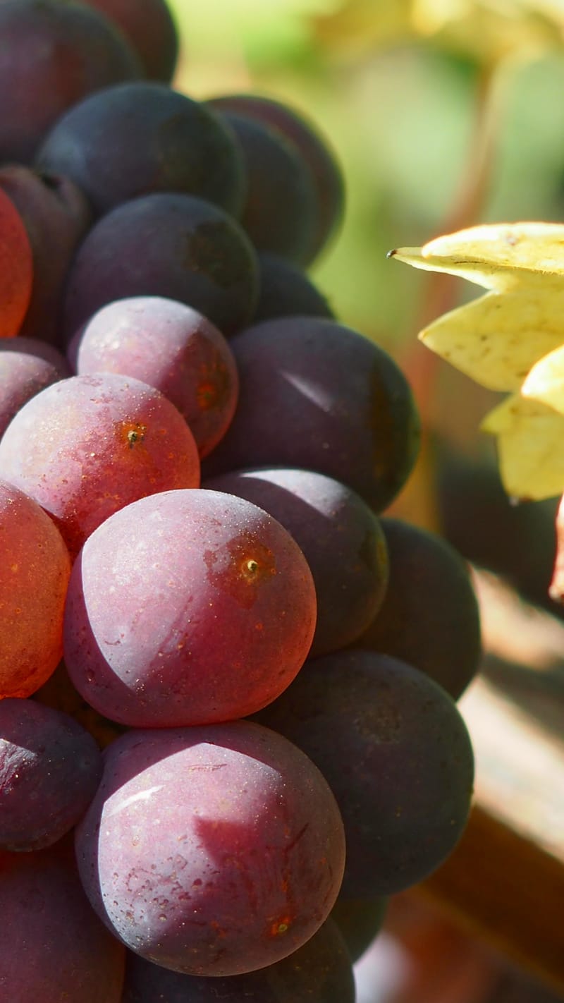 Vitis vinifera, la vigne, le raisin