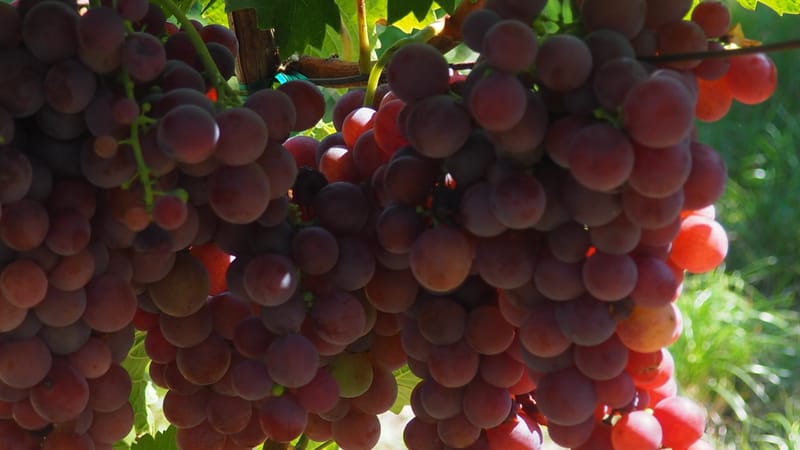 Vitis vinifera, la vigne, le raisin