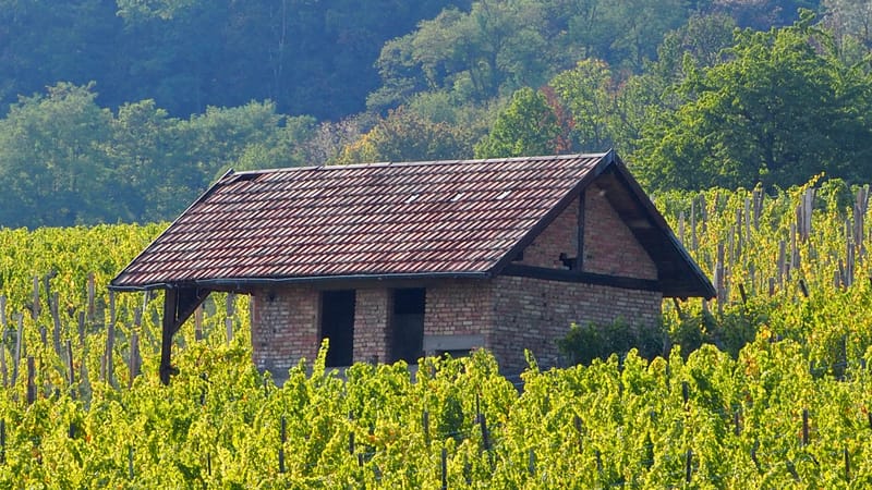 Vitis vinifera, la vigne, le raisin