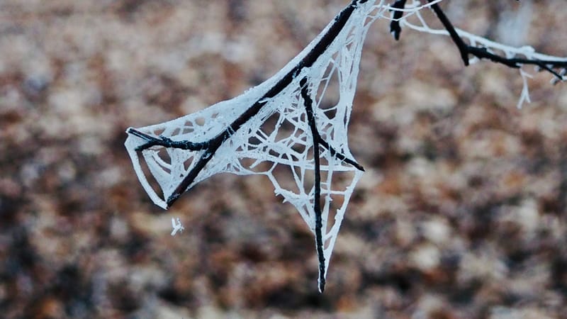 Il faut toujours un hiver pour bercer un printemps !