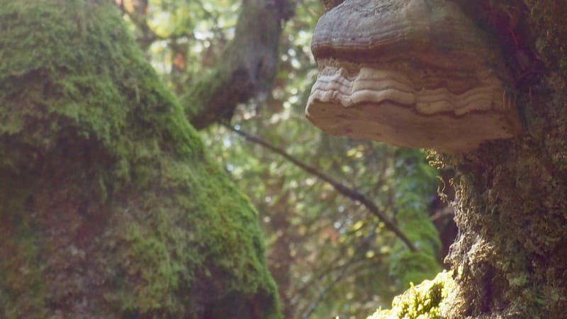 Qu'est-ce que l'homme dans la nature ?
