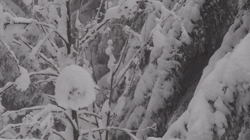 Il faut toujours un hiver pour bercer un printemps !