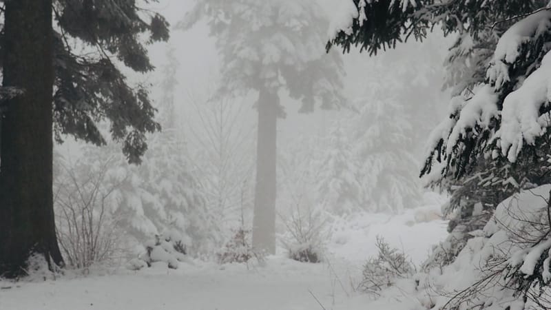 Il faut toujours un hiver pour bercer un printemps !