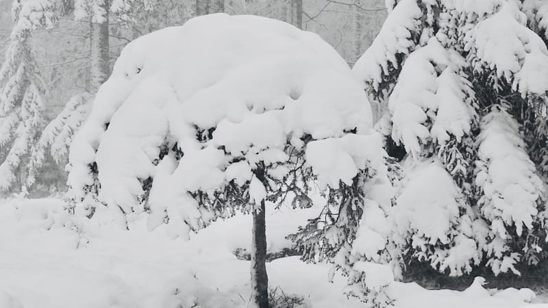 Il faut toujours un hiver pour bercer un printemps !