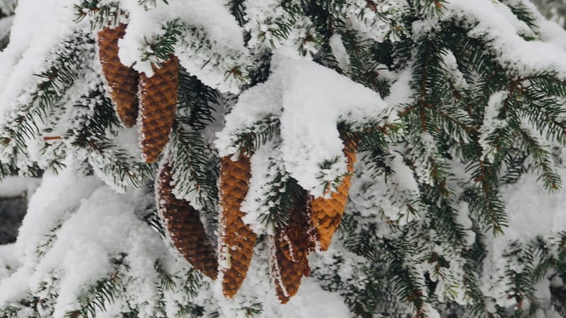 Il faut toujours un hiver pour bercer un printemps !