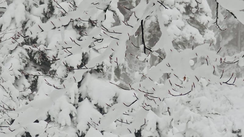 Il faut toujours un hiver pour bercer un printemps !