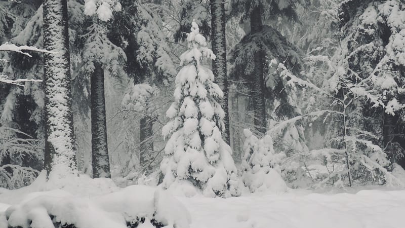 Il faut toujours un hiver pour bercer un printemps !