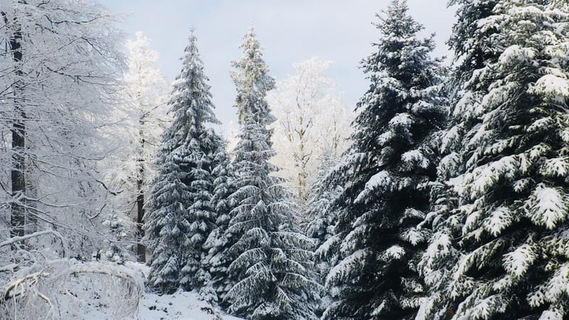 Il faut toujours un hiver pour bercer un printemps !