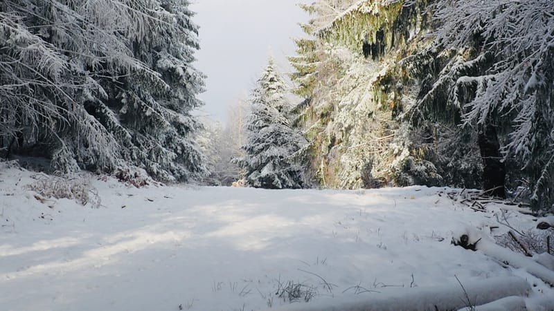 Il faut toujours un hiver pour bercer un printemps !