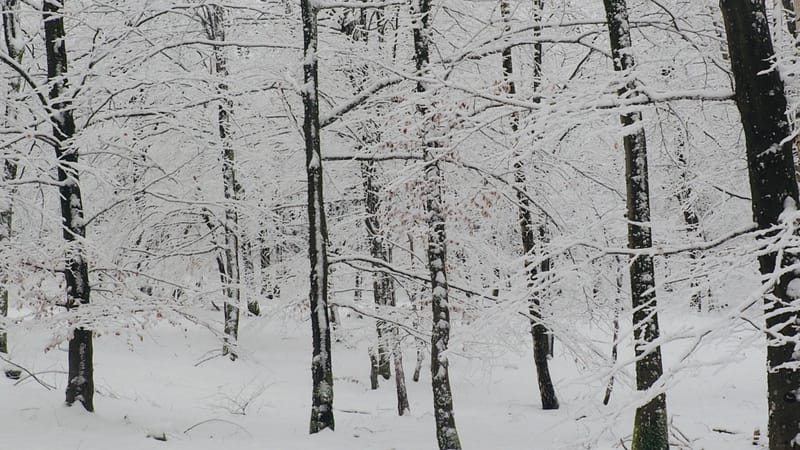 Il faut toujours un hiver pour bercer un printemps !