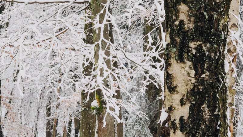 Il faut toujours un hiver pour bercer un printemps !
