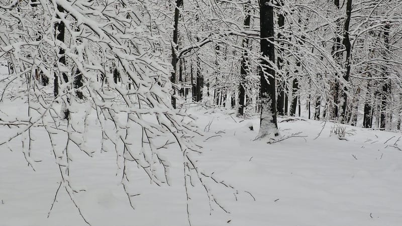 Il faut toujours un hiver pour bercer un printemps !