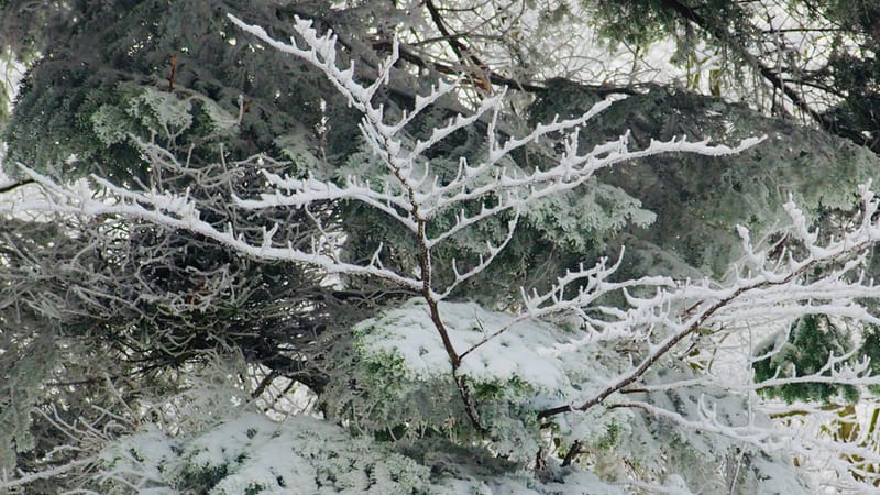 Il faut toujours un hiver pour bercer un printemps !