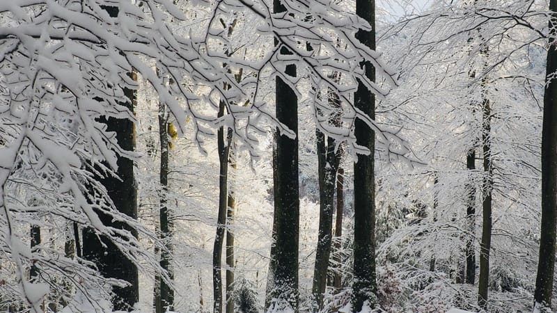 Il faut toujours un hiver pour bercer un printemps !