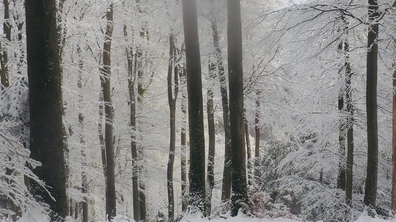 Il faut toujours un hiver pour bercer un printemps !