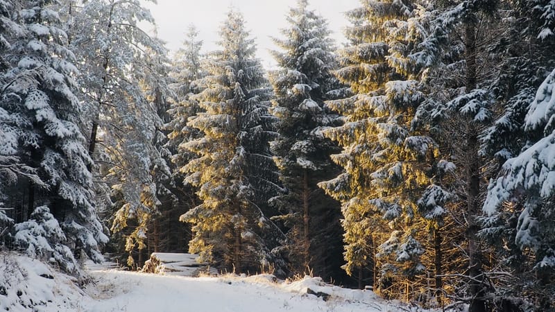Il faut toujours un hiver pour bercer un printemps !