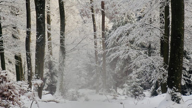 Il faut toujours un hiver pour bercer un printemps !