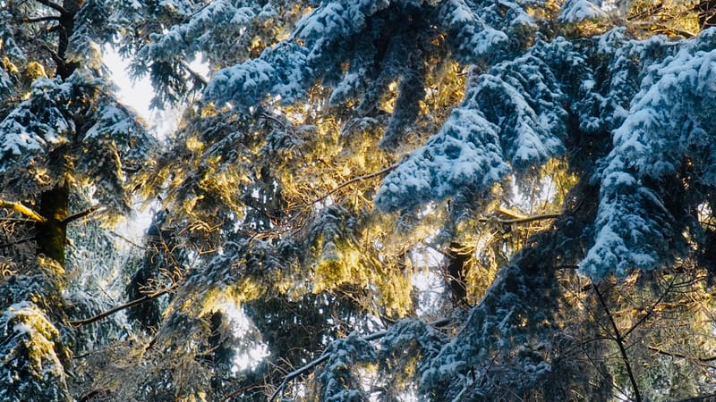 Il faut toujours un hiver pour bercer un printemps !