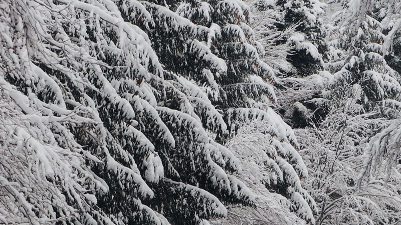 Hiver 2020-2021 - Il a neigé