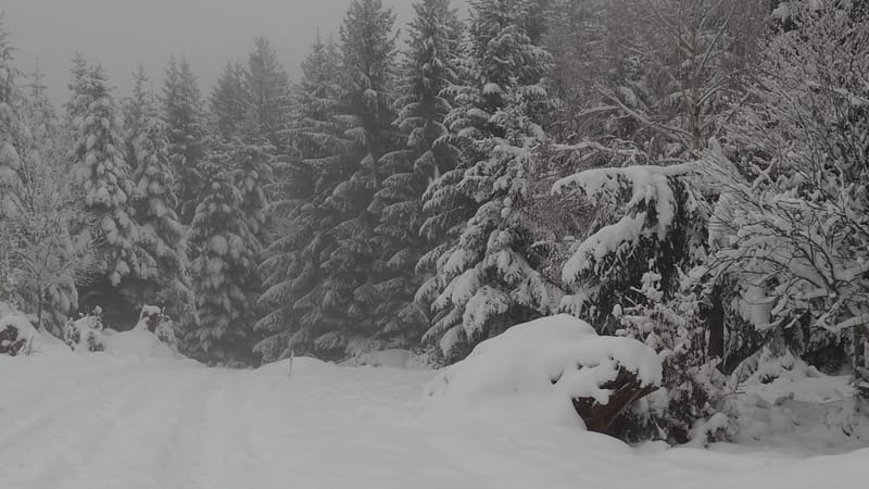 Hiver 2020-2021 - Il a neigé