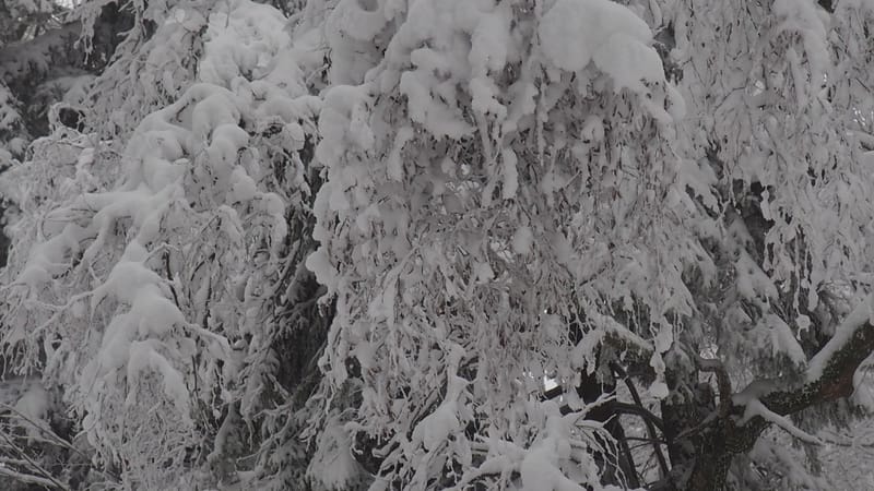 Hiver 2020-2021 - Il a neigé