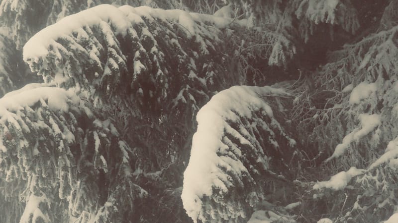 Hiver 2020-2021 - Il a neigé