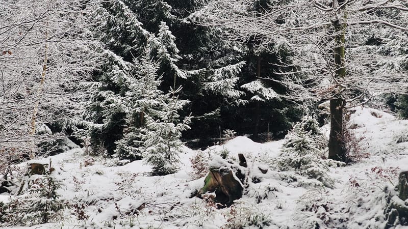 Hiver 2020-2021 - Il a neigé