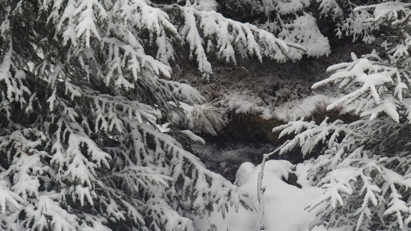 Hiver 2020-2021 - Il a neigé