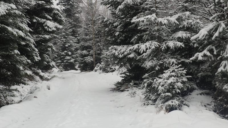 Hiver 2020-2021 - Il a neigé