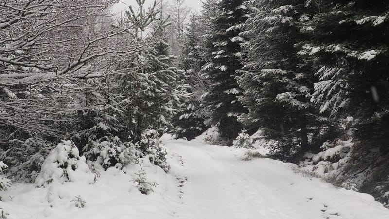 Hiver 2020-2021 - Il a neigé